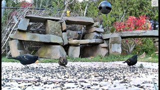 3 RedWinged Blackbirds Quispamsis [upl. by Hnahym]