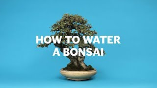 How To Water A Bonsai [upl. by Nydia31]