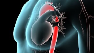 Anatomy of the Heart Structures and Blood Flow Cardiology Made Easy [upl. by Noiramaj]