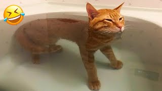 The FUNNIEST Dogs and Cats Shorts Ever 😻🐶 You Laugh You Lose 🤣 [upl. by Whitson]