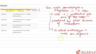 The male gametophyte of selaginella is 13 celled which has [upl. by Nelleyram]