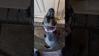 Holly Visiting Grandparents Its only been 2 weeks between visits😂 bluestaffy dog englishstaffy [upl. by Surat]