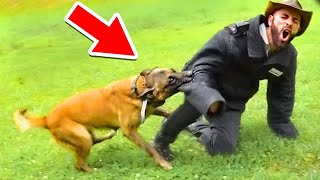 Thieves Disappointed When Encountering Dogs  Instant Karma [upl. by Aihtenak]