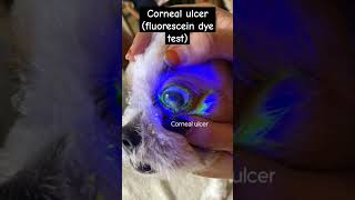 Corneal ulcer cornealulcerfluorescein dyetestdogvetjunction [upl. by Yeznil]