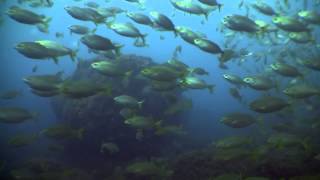 Lets dive in lost Atlantis Azores scuba diving  Flores and Corvo islands [upl. by Shum]