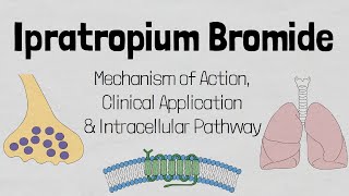 Ipratropium BromideAtem Mechanism of Action it Cellular Level [upl. by Anirual]