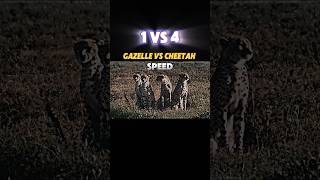 Cheetah vs Gazelle trending animals gazelle cheetah youtubeshorts viralvideo wildlife [upl. by Annekim]