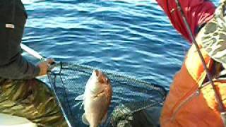 ΨΑΡΕΜΑ ΣΤΗ ΣΑΜΟΘΡΑΚΗ  ΚΑΛΙΑΤΣΑΣ  FISHING SAMOTHRAKI ISLAND GREECE [upl. by Ronn]