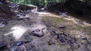 Aquatic Coral Snake Micrurus surinamensis [upl. by Anthiathia]