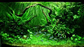 Planted Aquarium by Jacek Debski part 1 [upl. by Scrivenor]