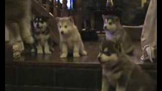 Alaskan Malamute Puppies 6weeks oldp2 [upl. by Hbahsur]