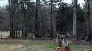 Tree Rat Launch Catapult Squirrel can fly [upl. by Fishback]