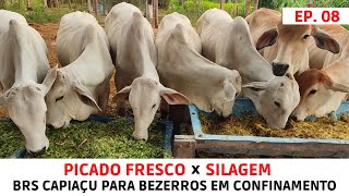 Aceitação de Capiaçu Fresco e Silagem de CapiaçuTeste simples e rápido com bezerros em confinamento [upl. by Adiel]