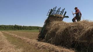 Loose Haying with Horses on the Davis Family Farm [upl. by Ki]