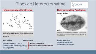 01 La cromatina en el cariotipo humano [upl. by Hyacinthia]