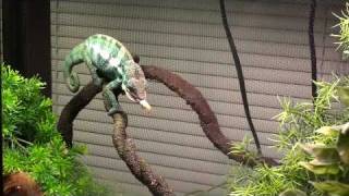 Panther Chameleon Eating [upl. by Heidy]