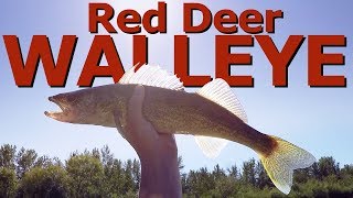 How To Catch WALLEYE in Red Deer  FaZe Timid Fishing [upl. by Ardnauq]