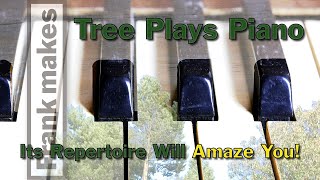 Tree Plays Piano Its Repertoire Will Amaze You [upl. by Sitruc]