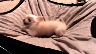 Watch what happens when you tell a teeny tiny chihuahua puppy its time to go to bed [upl. by Larcher]