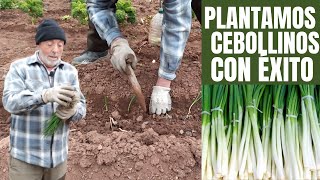 Cómo plantar cebollinos para producir cebollas  Tutorial [upl. by Chadd]