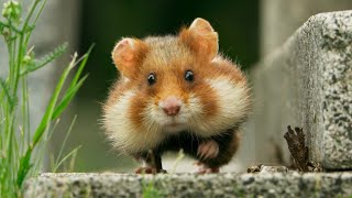 Wild Hamster Has A Graveyard Feast  Seven Worlds One Planet  BBC Earth [upl. by Ilanos]