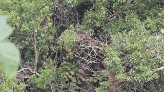 Plain Chachalaca family feeding in Costa Rica [upl. by Derreg]