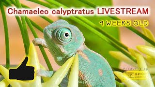 Jemenchamäleon Babys 4 Wochen alt  Chamaeleo calyptratus  Veiled chameleon BABYs 4 WEEKS OLD [upl. by Retsevlis279]