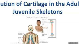 Day 9 BIO 210 700 Lecture FA2024 Bones [upl. by Fawne]