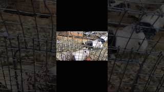 Fancy Satinette Pigeons colors butterfly marking pigeons short viralvideo youtubeshorts [upl. by Christye]