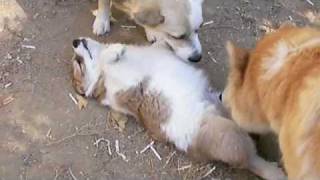 Icelandic Sheepdog Puppies [upl. by Esiouqrut]