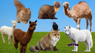 Wild Animal Sounds Cat Stoat Camel Alpaca Fox Raven  Animal Sounds animalsounds [upl. by Hilliary]