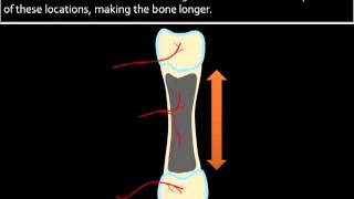 Bone Formation Growth [upl. by Daphene]