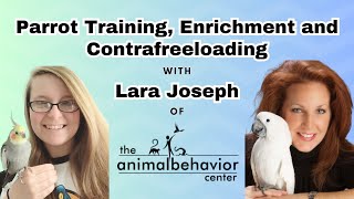 Parrot Training Enrichment and Contrafreeloading with Lara Joseph of The Animal Behavior Center [upl. by Ahsrat]