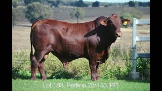 2024 Redline Brangus Fitzroy Crossing sale bulls Lot 183 Redline 23443 [upl. by Delos]