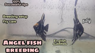 Angel fish breeding  Step by step process  Aquapets amp Farm [upl. by Acire]