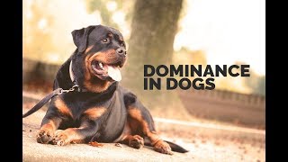 Dominance in Dogs [upl. by Jorgenson]