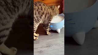 bengalcatlovers cat minnie Catit PIXI Cat Drinking Fountain [upl. by Belldas]