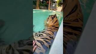 Petting a TIGER in Thailand 🇹🇭 [upl. by Jacenta192]