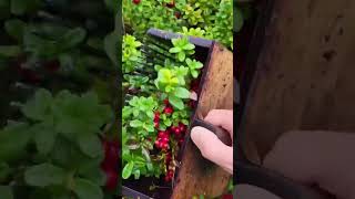 Lingonberry picking in Sweden forest fruit garden gardening harvesting farm shorts viralvideo [upl. by Ezra]