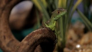 7 Care Tips for Basilisks  Pet Reptiles [upl. by John750]