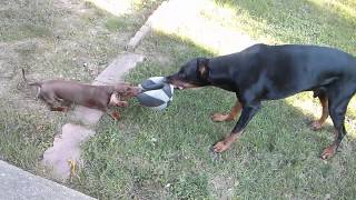 dachshund vs doberman [upl. by Romola]