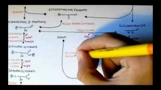 Human Metabolism Map III  Glycerols MonoDi Tri and Phosphatidic Acid [upl. by Lach690]