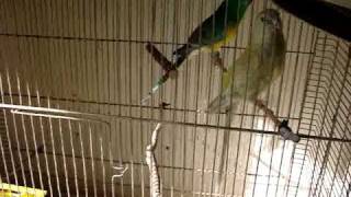 Grass parrots  Papagali Cantatori [upl. by Naehgem176]