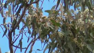 Regent honeyeater Friday 2862024 [upl. by Eecart]