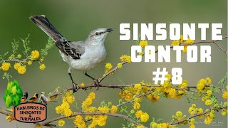 SINSONTE  CENZONTLE CANTOR 8 VIDEO PARA ENSEÑARLE LINDAS MELODIAS A TU SINSONTE [upl. by Mayer]