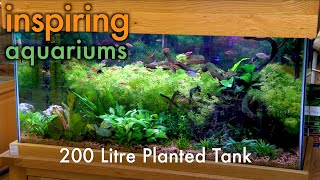 Inspiring Aquariums  200 Litre Planted Tank [upl. by Alenairam]