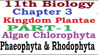 Kingdom PlantaePart1AlgaeGreen algaeRed AlgaeBrown AlgaeCharacters Examples Reproduction [upl. by Panter]