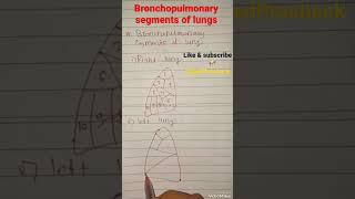 bronchopulmonary segments of lungs nursing medicine viral youtubeshorts shorts anatomy likes [upl. by Naltiak449]