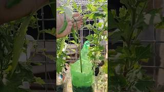 coolings bottle in mirchi plant☘️ కూల్ డ్రింక్స్ బాటిల్లో పచ్చిమిర్చి మొక్కyoutube [upl. by Eiramlatsyrc]