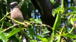 Capulinero Gris  Gray Silky Flycatcher  Ptilogonys cinerus by trucha1618xx [upl. by Letha]